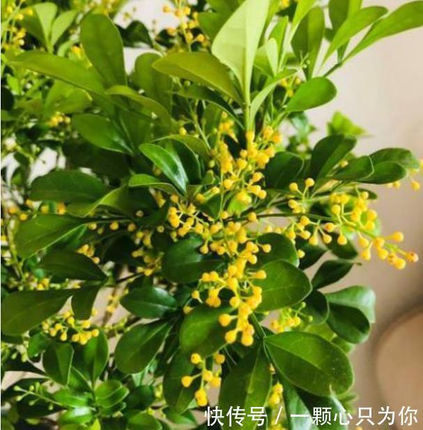 开花最香的3种花，家里养一盆，满树都是花朵，漂亮极了