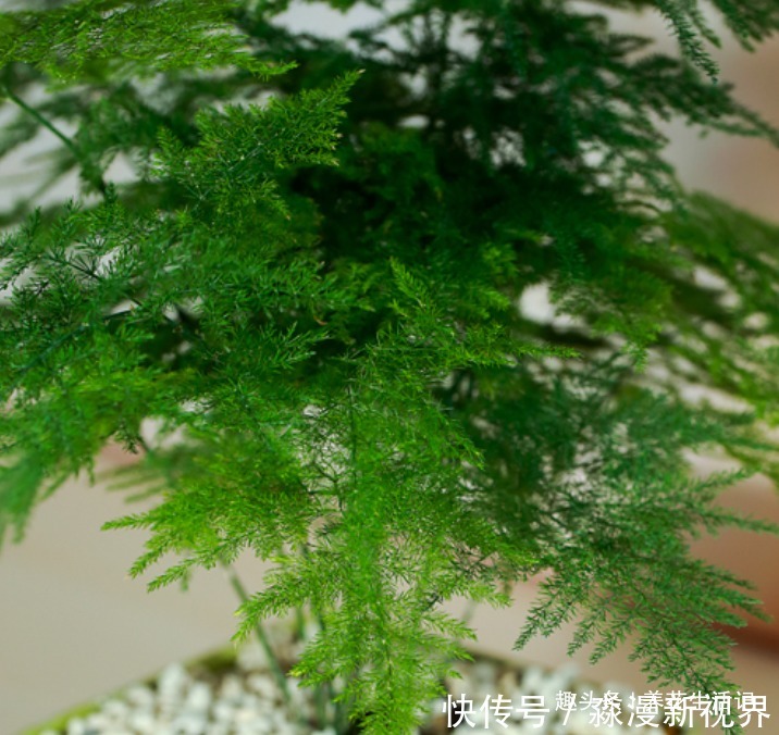 绿油油|文竹枝叶枯黄,改善“3个”关键处,新芽萌发绿油油!