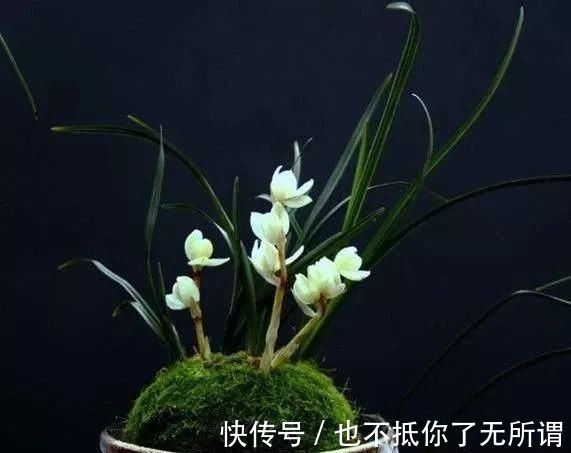 龟甲牡丹|世界上最名贵的花,一盆就是一座房子!