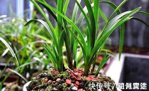 芦头|兰花总是不长新根,发出来的小苗也不长,怎么办?