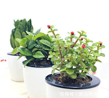 这五种花家里有只要有一盆,一年都见不到蚊子