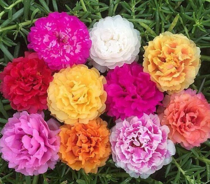 超好养的几种花,吸收甲醛的能力超强,叶子油绿