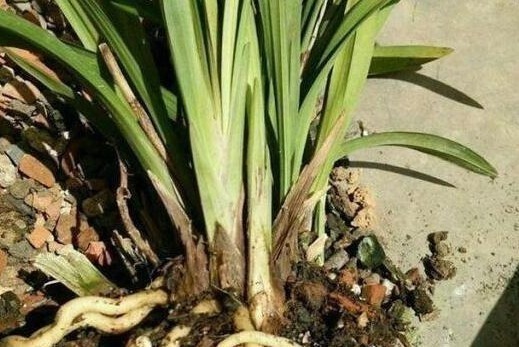 绿萝|盆底埋点“它”,绿萝、君子兰疯长如“杂草”,叶大如掌花爆满盆