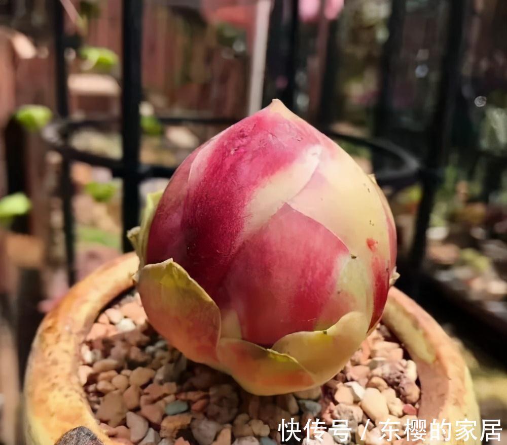 夏天|张大哥养肉10多年，总结出4个“耐热品种”，肉迷都喜欢