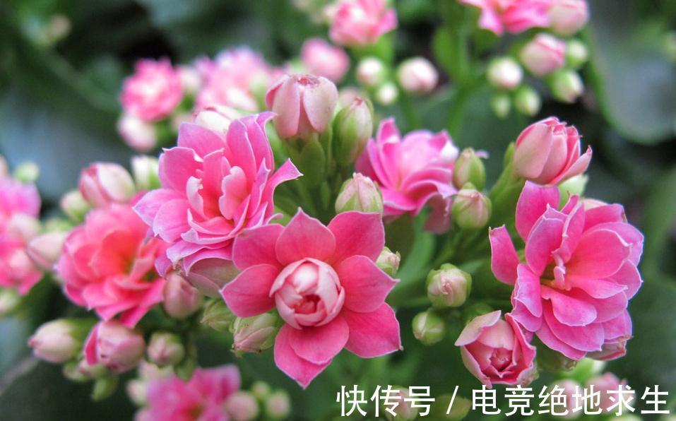 光照|买盆长寿花送长辈吧,分享我养长寿花的经验,很实用