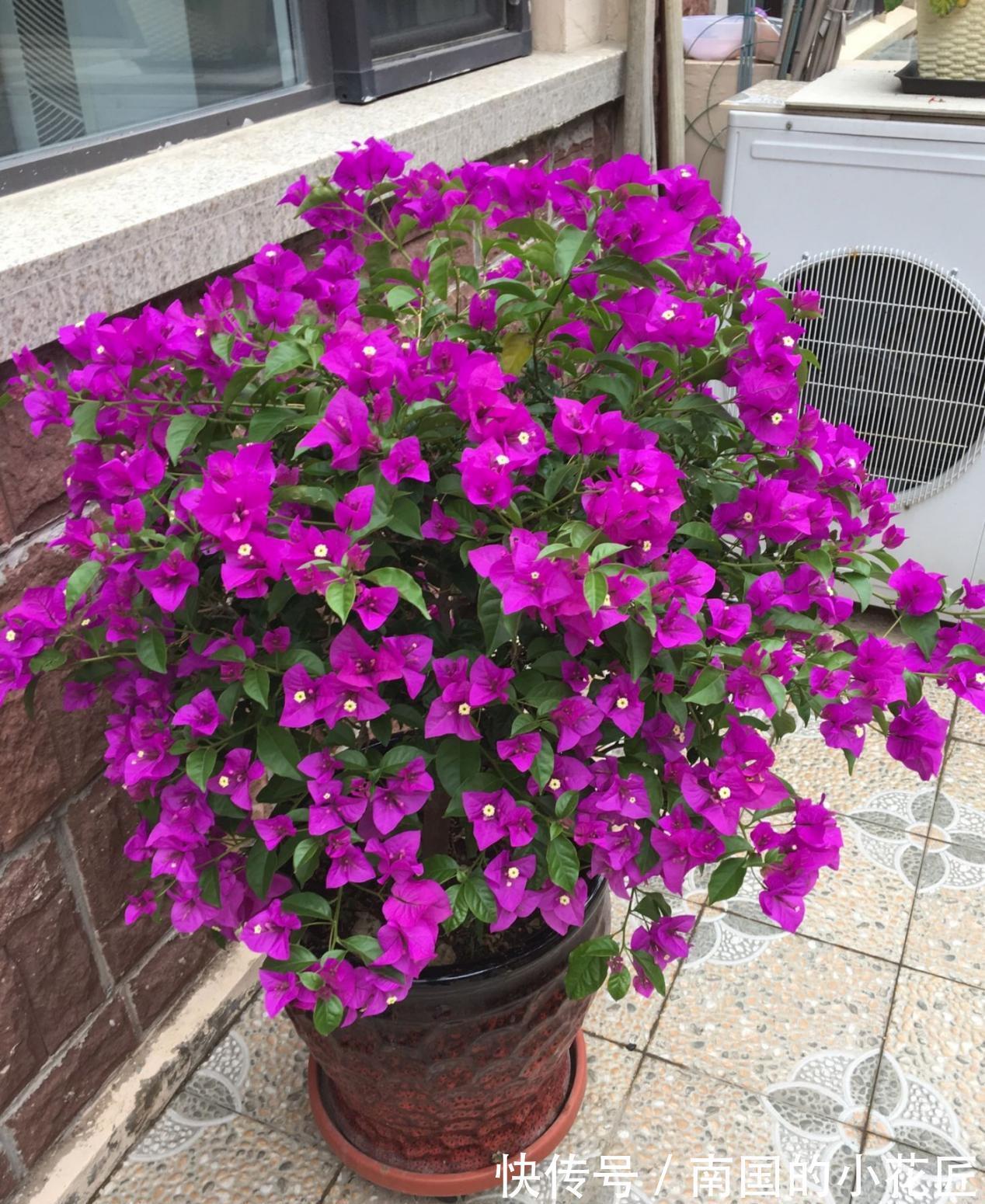 枝条|秋天凉，养三角梅把握住这4点，花叶健康，长势越来越好