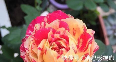 玫瑰|喜欢菊花,不如养盆“精品玫瑰”伯爵夫人,古典优雅,美不胜收!