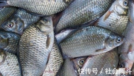表哥|鱼肉保鲜，到底要不要去内脏？教你正确方法，吃着跟活鱼一样新鲜