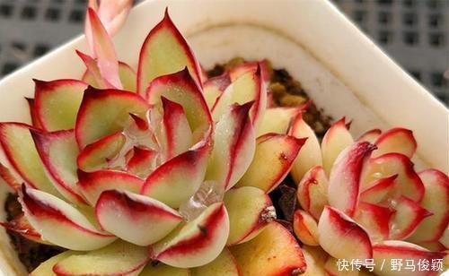 灵隐|此款多肉植物，颜值高好养护，叶尖红红的，谁见了都夸美！