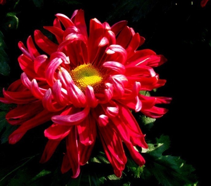 4种小花，进入冬季猛开花，花苞蹭蹭窜，养一盆爆一盆，新手必养