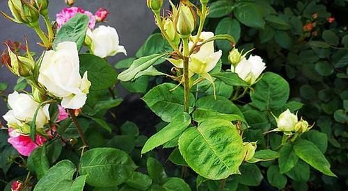  开花|月季花冒新芽能修剪吗？聪明人这种苗都不留，分枝多花量翻倍！