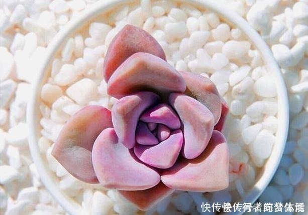 养花|养多肉紫乐，这“3怕”定要躲避，现在改正，上色简单爆头快！