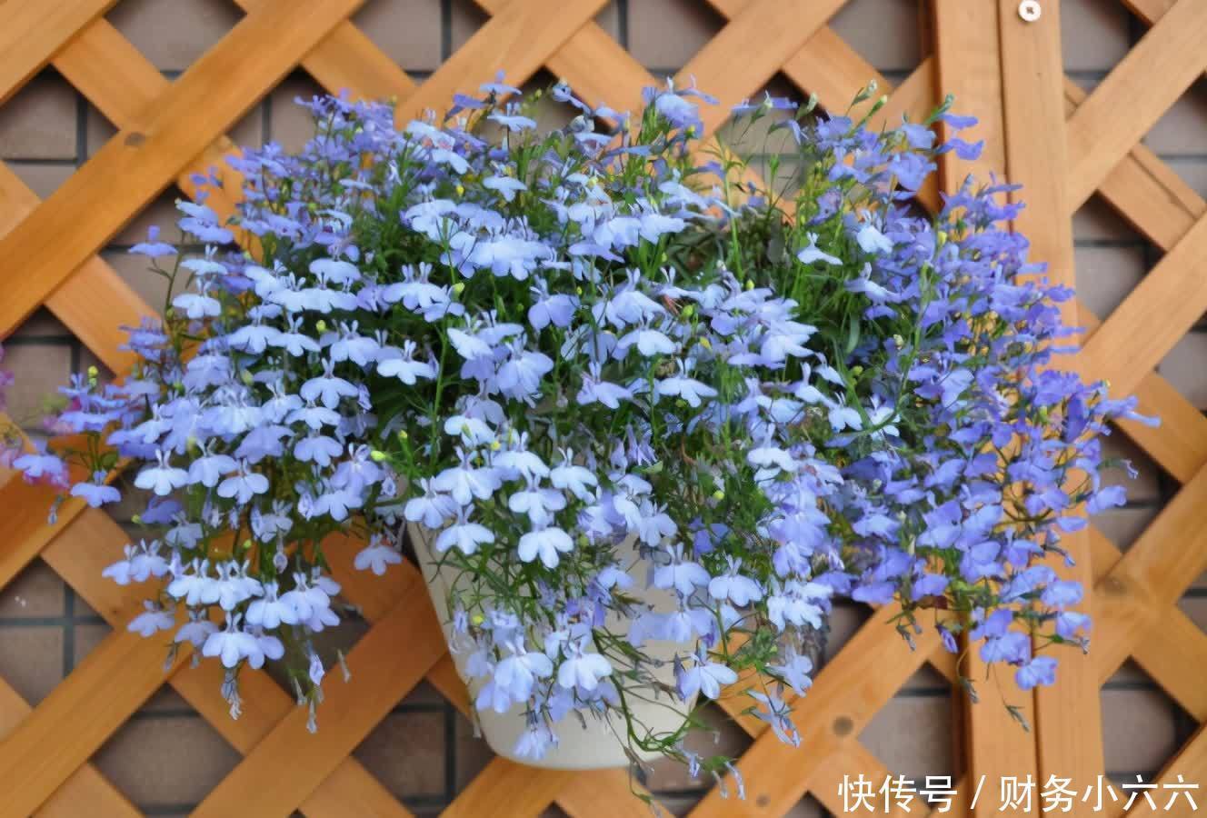 五种“垂吊花”,价格便宜花期长,吊盆养开花最美