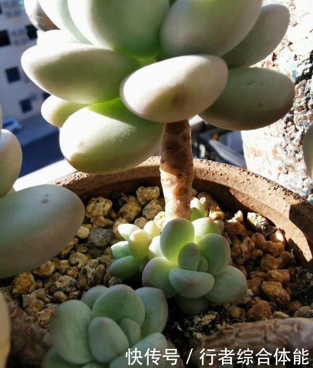 一方阳台,一方多肉,我的生活和姿态!一方阳台,一方多肉,我的生活和姿态!