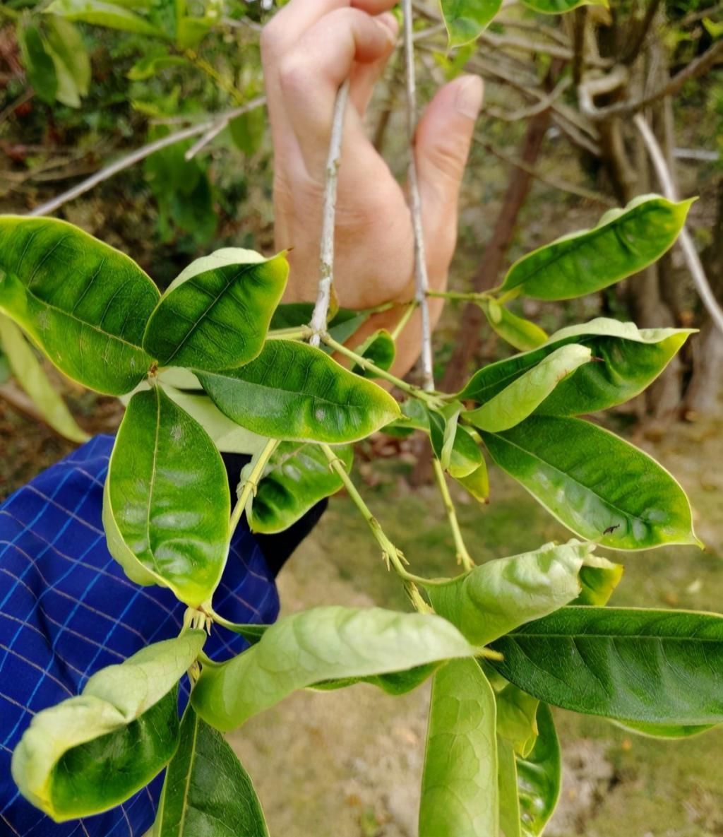  抓住|桂花修剪“好时机”抓住了，树干存满“养份”，明年开花多一倍