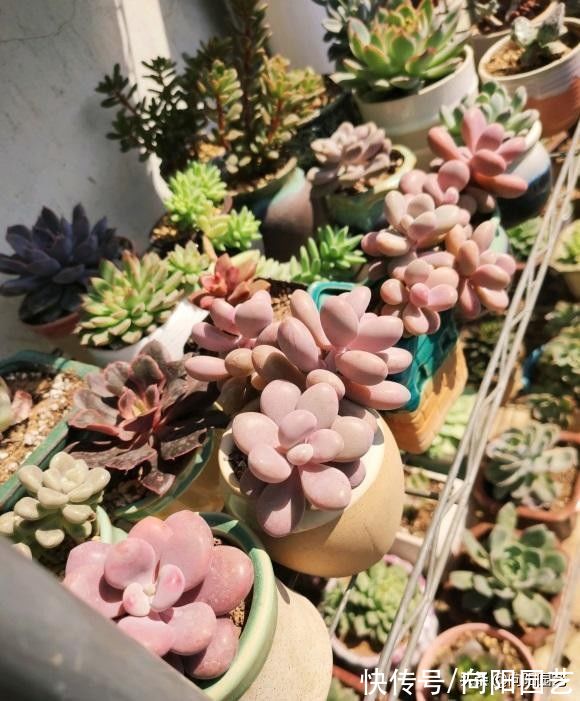浇水|原来还有这么多人,对多肉并不了解,高频率的浇水,实际是错的