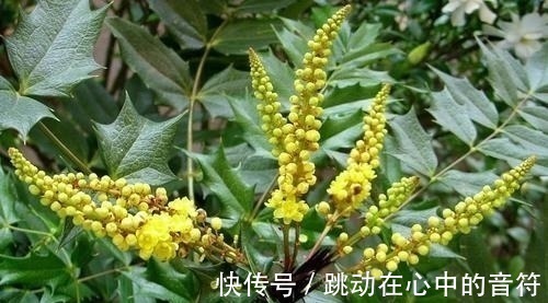 山中|若在山中遇见“它”,请引起重视,别有意破坏,价值高,不允许!