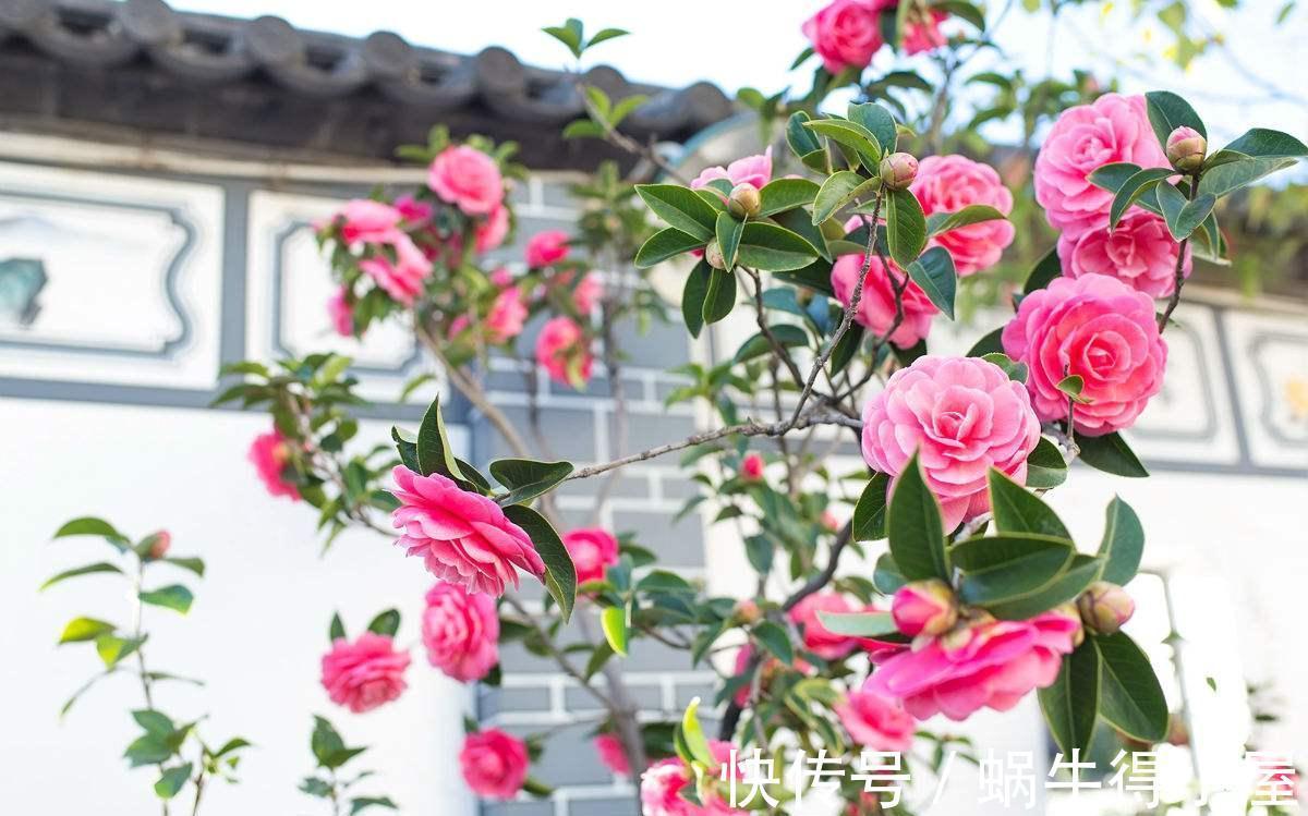 黄叶|茶花秋冬有“4怕”,难怪黄叶又掉“花苞”,避开今年还能开大花