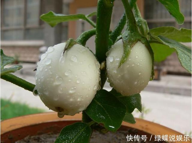 盆里长出白鸡蛋,个头不大味道却美,阳台就能种几盆