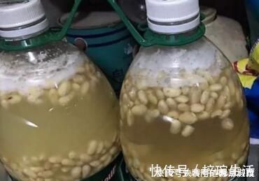 花盆|还在用花肥养花盆里埋10粒它,半年不用施肥,叶绿花又旺