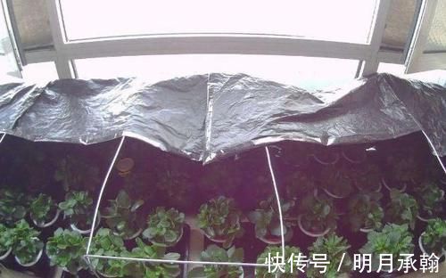 绿萝|闲置塑料袋,冬天拿来养花作用真不小,既能环保又能省钱