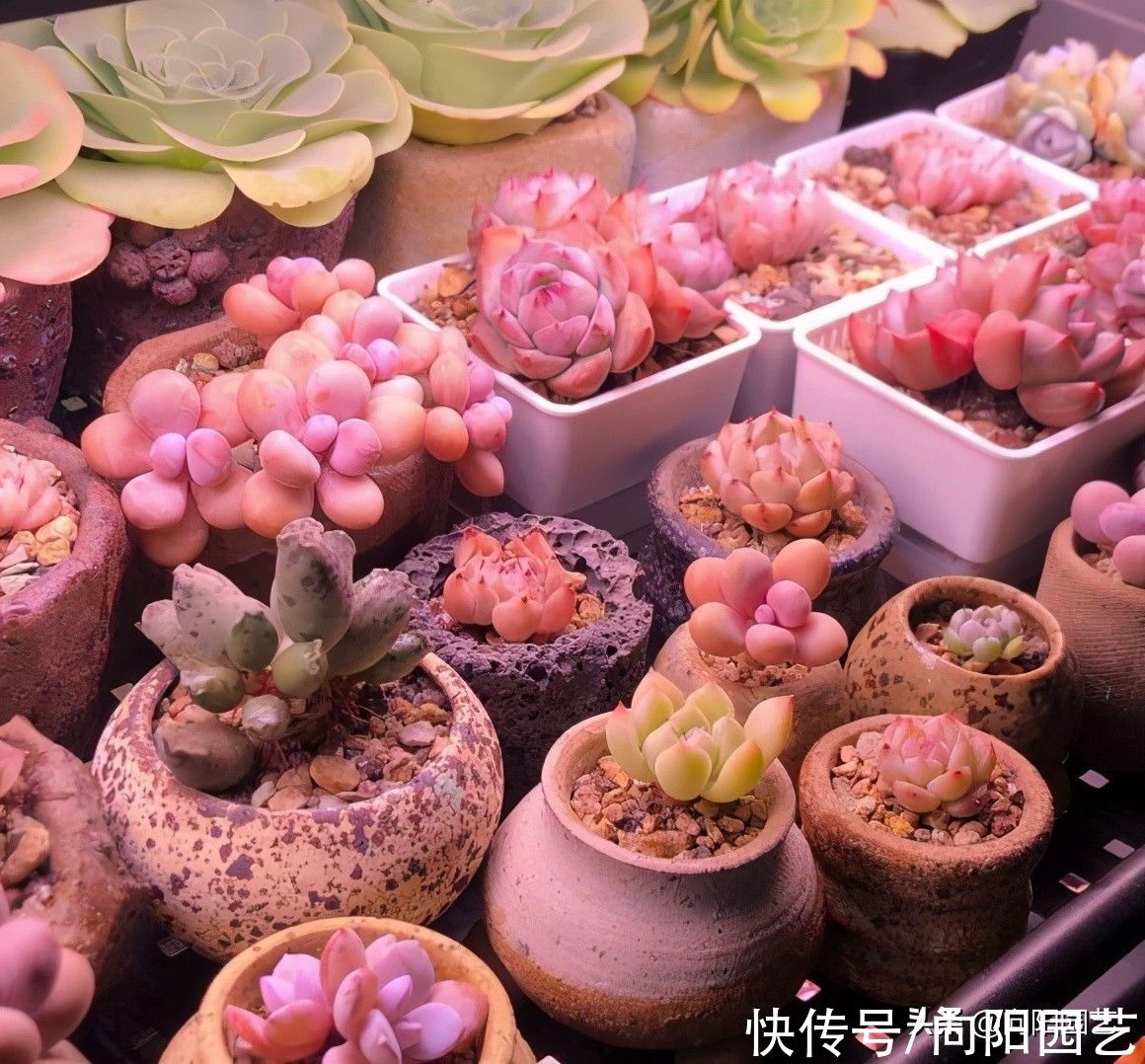 太阳光照|养多肉不容易，叶子养成红宝石，怎么操作？补光灯照10小时