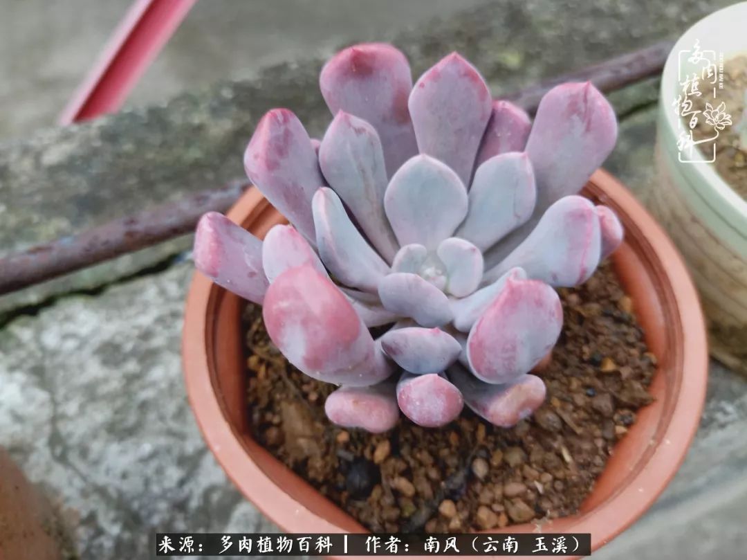 从小喜欢绿植，后来遇见多肉，情不知所起，那就再接再厉！
