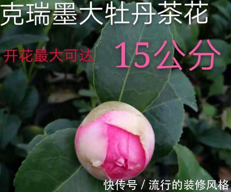 克瑞墨大牡丹茶花|如果不差钱,客厅建议摆放3样“高贵花卉”,让家居更精致