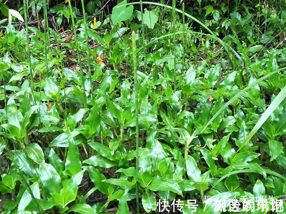 竹叶|俗称“癌草”,价值很珍贵,用来炖豆腐是一绝,可别当杂草除掉了