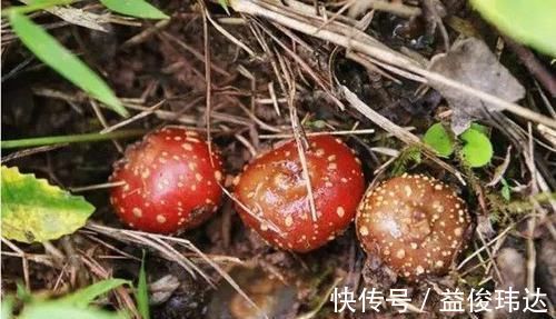 筋骨|农村泛滥满地的野果,是农村娃最爱的零食,现在老人也抢着吃