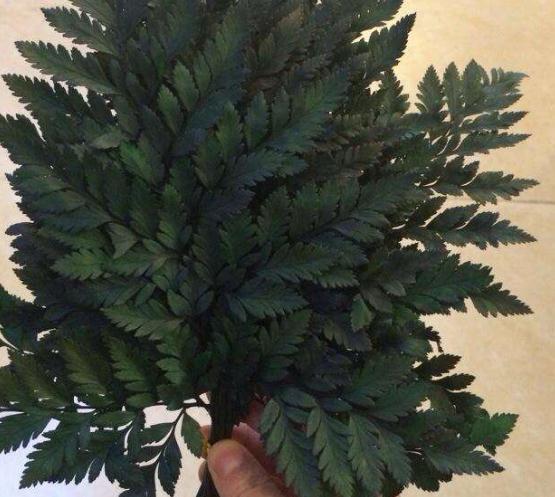 室内“3种花”一见光就烂根，只要摆角落，一年四季“翠亮如春”