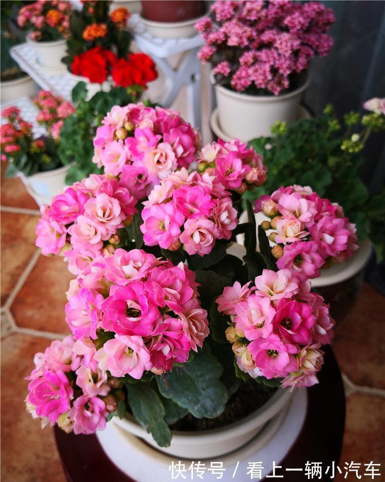 九种皮实花,多晒少管长得好,养成老桩更高档,绿萝没上榜