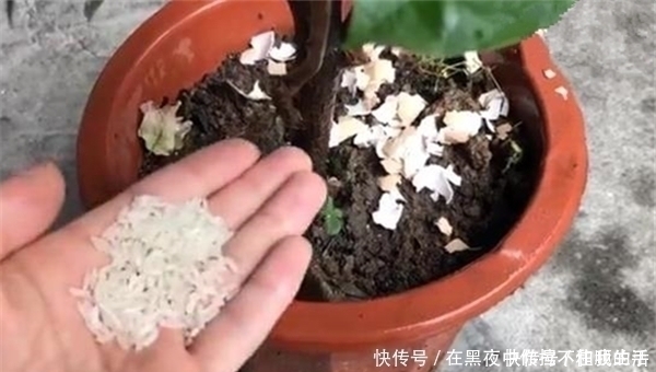 花肥|花盆里撒一把，不管多蔫多难养的花，几天根壮叶绿，不黄叶不烂根