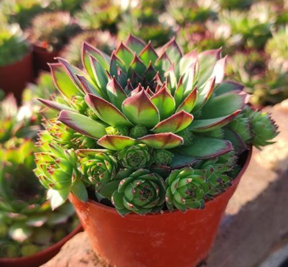 盘点5款耐寒多肉,冬天冻一冻长势旺,颜色艳丽惹人爱,适合新手