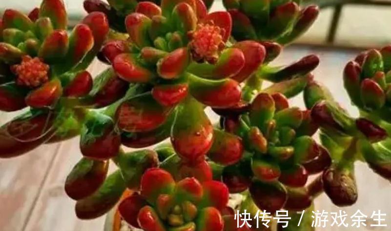 4种多肉很惹人喜欢,简单养护,天冷出状态十分美丽