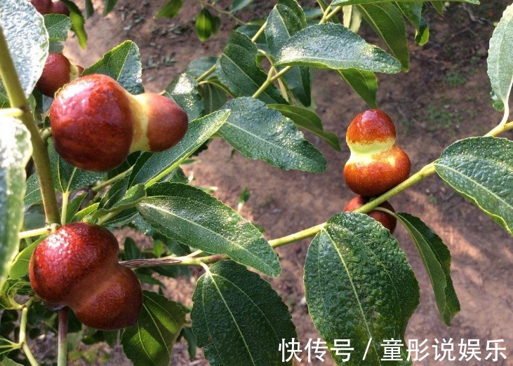 中老年人|立秋后,不妨多食这种补血果!每天食几颗,补血养血,气色更红润