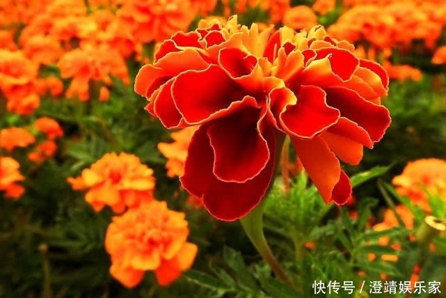 养护|喜欢菊花,就养这种“大艳菊”,开得灿烂,色艳花大,养护简单