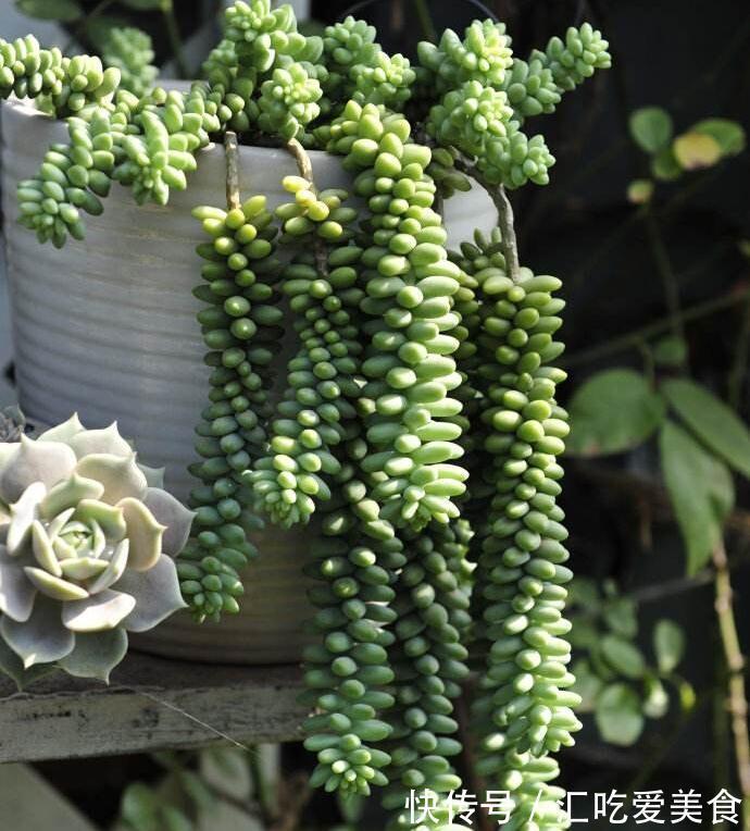 盘点那些既便宜又漂亮的多肉植物