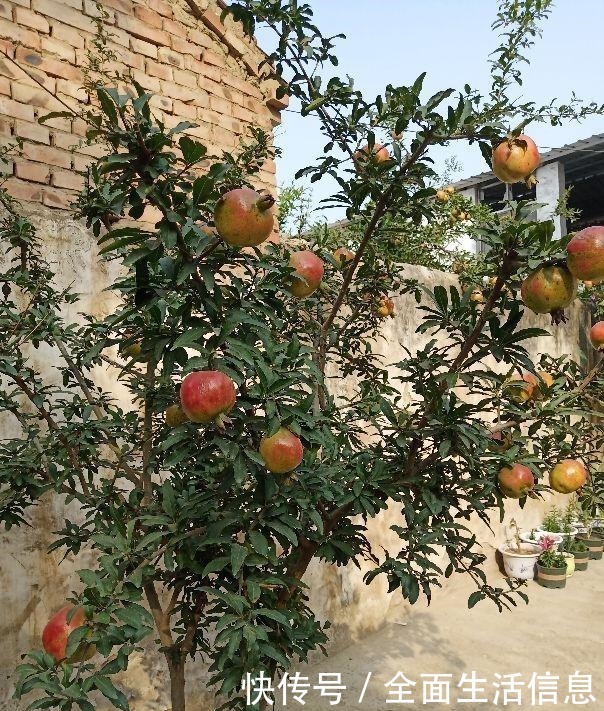 院里种棵“护家树”,开花红得像火,越养越有福气!