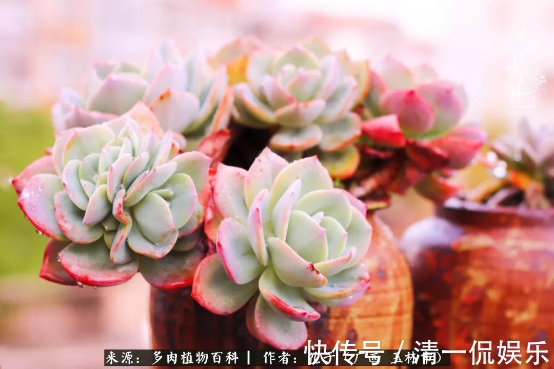 为了爱情|为了爱情来到陌生城市,偶遇多肉,地老天荒的爱恋!