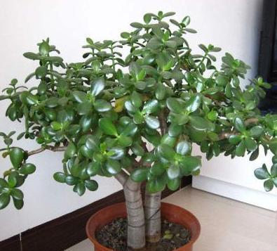 养玉树,就按此“步骤”,枝干粗,叶片肥,一年小苗变“大树”