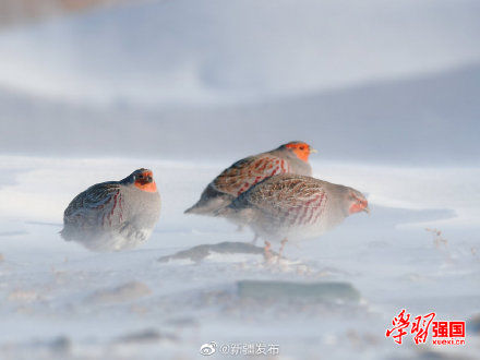 托里|新疆托里：好呆萌！灰山鹑雪地埋头觅食