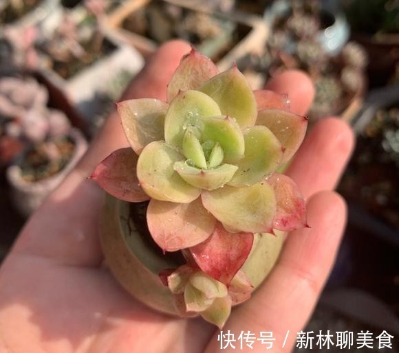 叶片|这颗丝绸面纱的叶片，不但通透，且有蜡质感，养护中5点做好