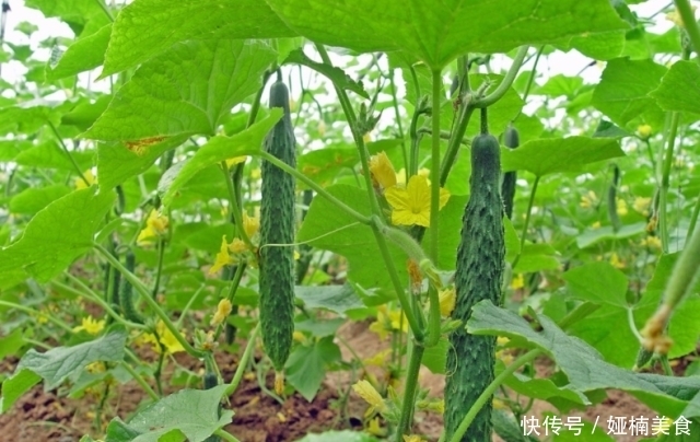 秘方|外婆用了半辈子的腌黄瓜秘方,只需简单3步,口感清脆,好吃下饭