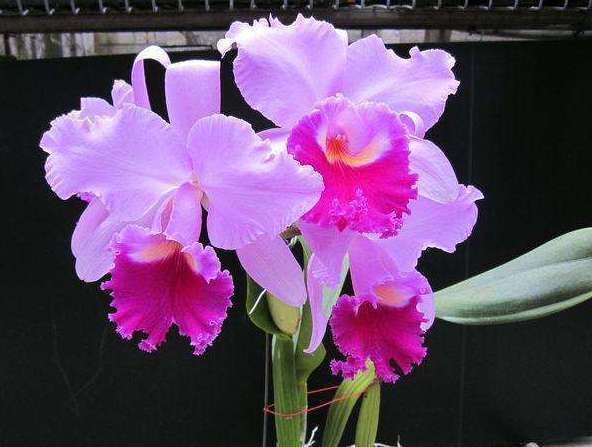 养花就养“兰花之王”，雍容华丽、娇艳多变，一年四季都开花