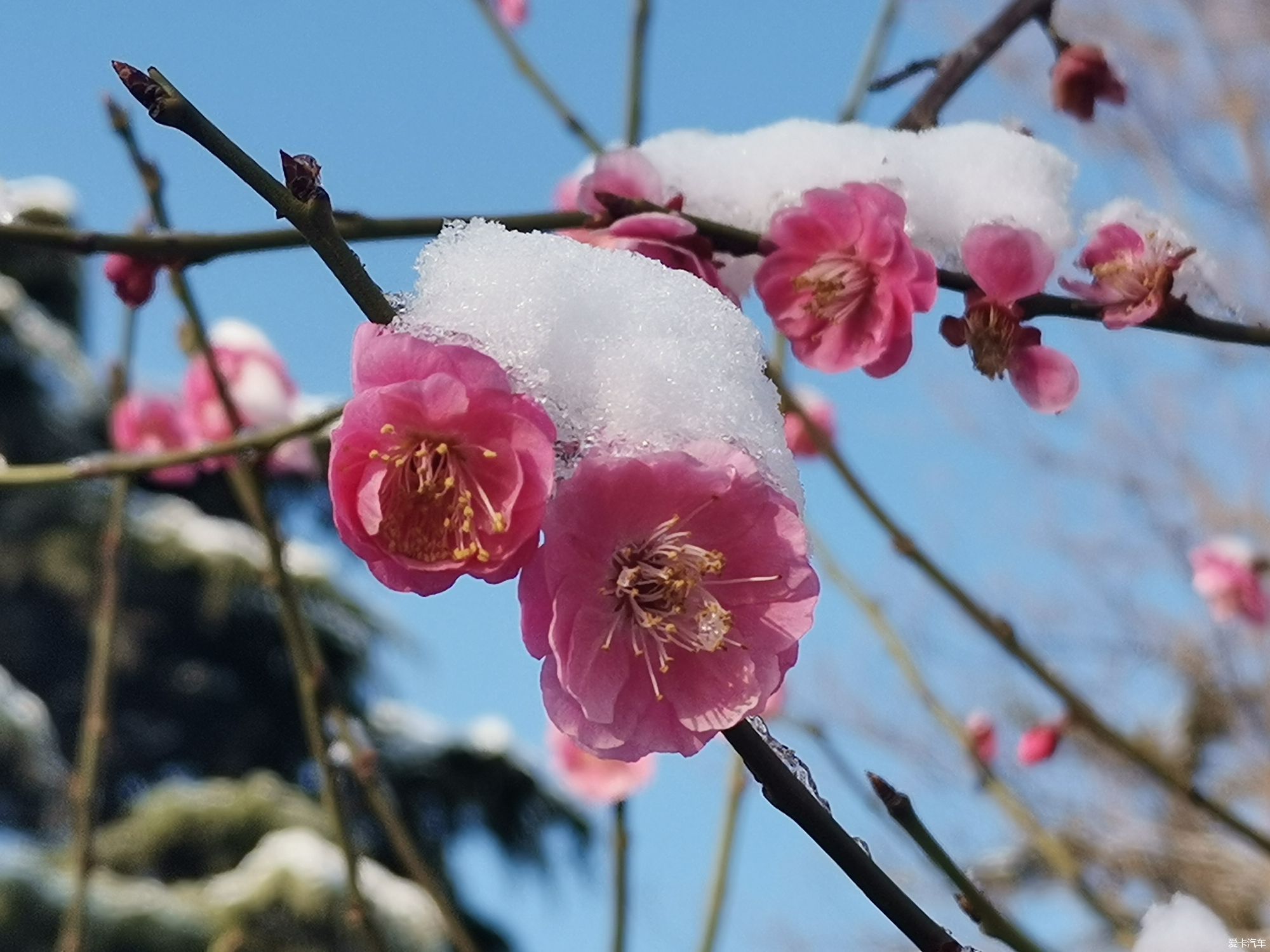 老年|【爱卡踏青季】踏雪寻梅