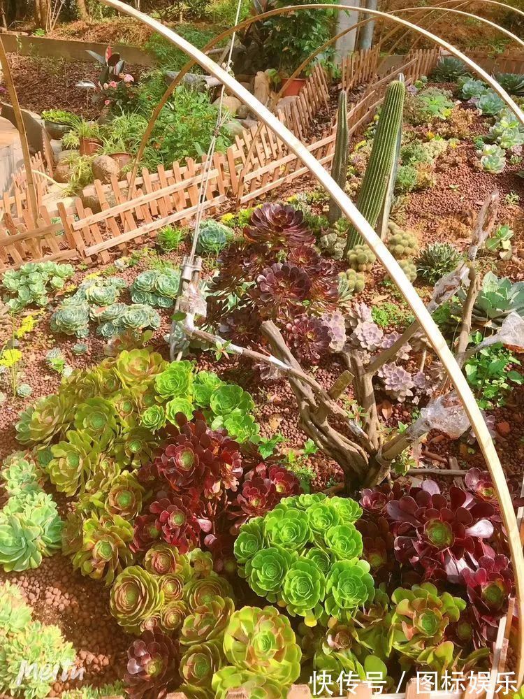 遇见,是一生!遇见多肉,是我的余生和全部!