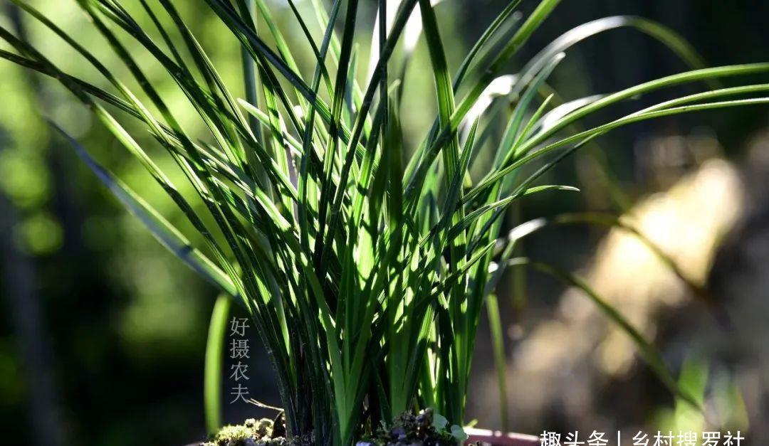 季节|三分种、七分养,芒种时节的兰花,如何养出浓绿的叶子?