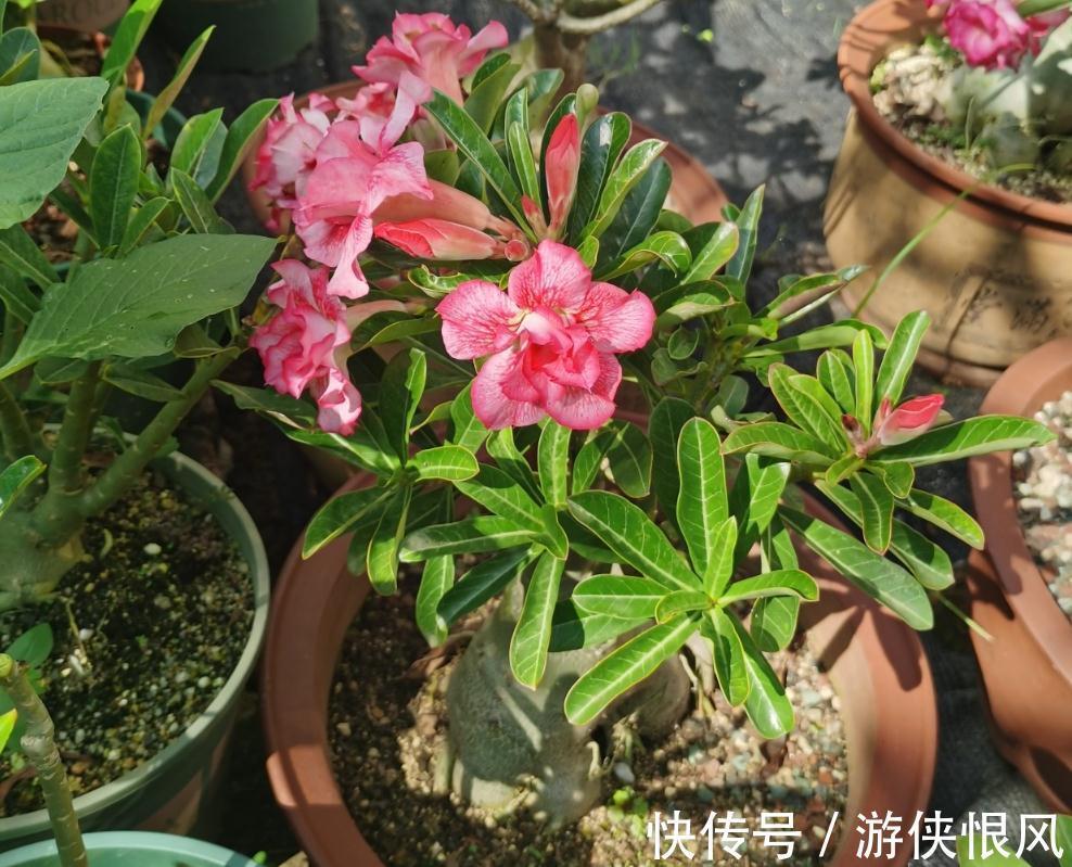 带大肚子的沙漠玫瑰,养护多注意这5点,霸气镇宅,开花比月季美