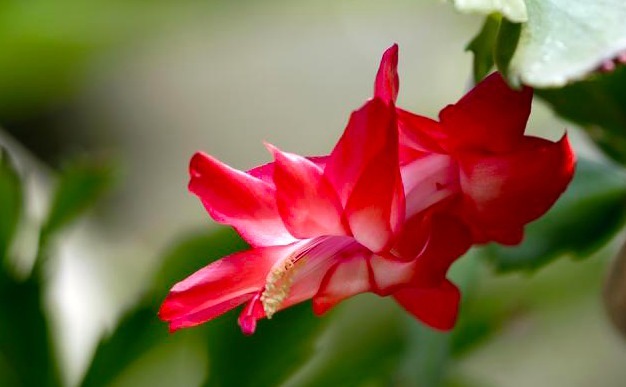 盘点蟹爪兰烂根的3个原因及解决办法,新手小本本记好了